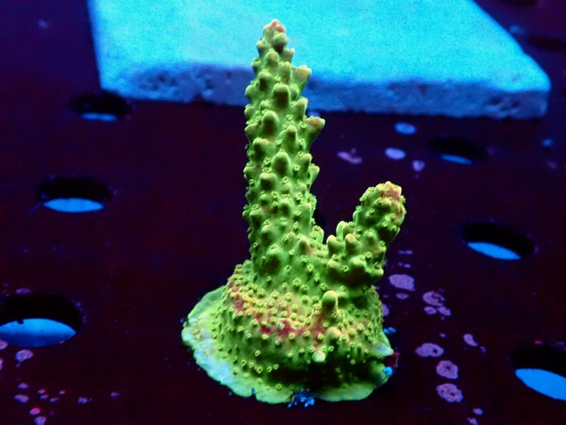 Acropora divaricata (Mango Garden)