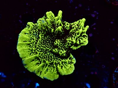 Montipora