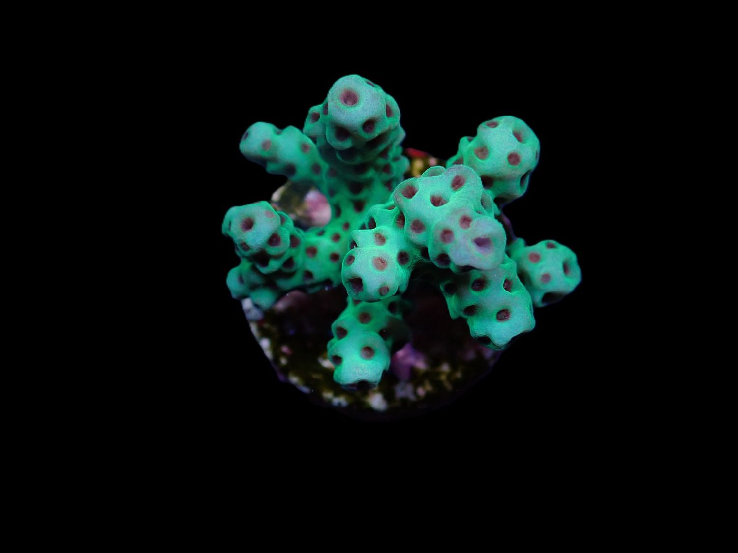 Acropora sarmentosa (frag)