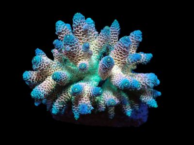 Acropora