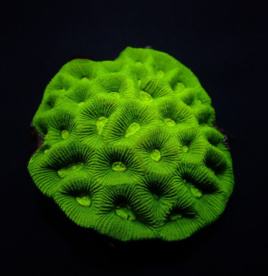 Goniastrea spp. (Premium) (frag)