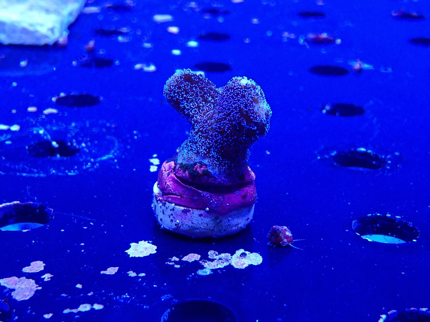 Stylophora Milka (frag)