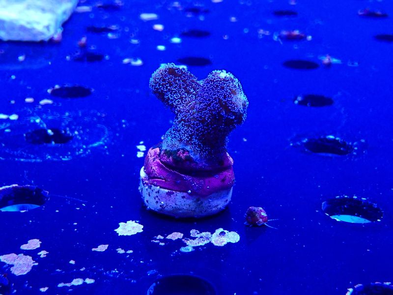 Stylophora Milka (frag)