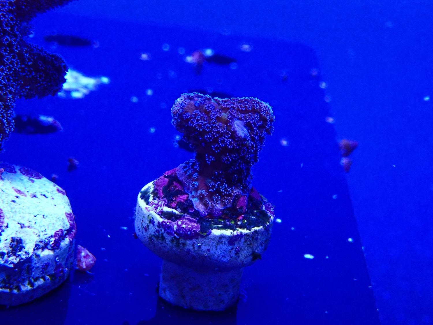 Stylophora Milka (frag)