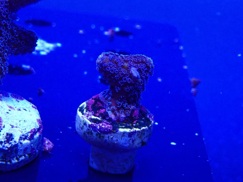 Stylophora Milka (frag)