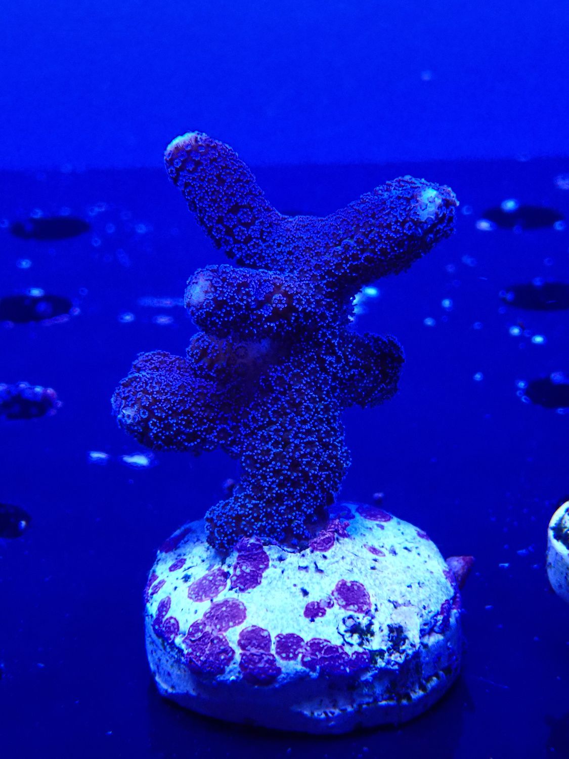 Stylophora Milka (frag)