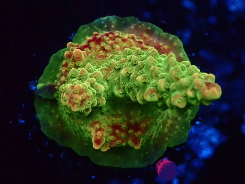 Acropora divaricata (Mango Garden)