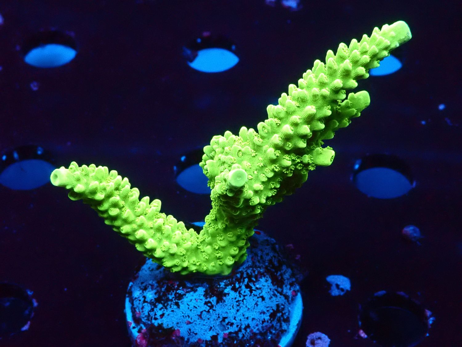 Acropora tumida (Enzmann)