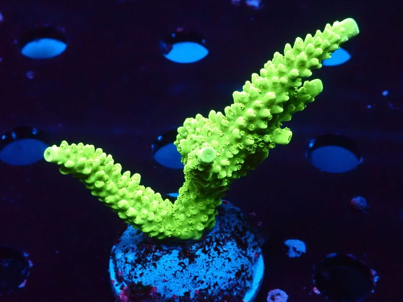 Acropora tumida (Enzmann)