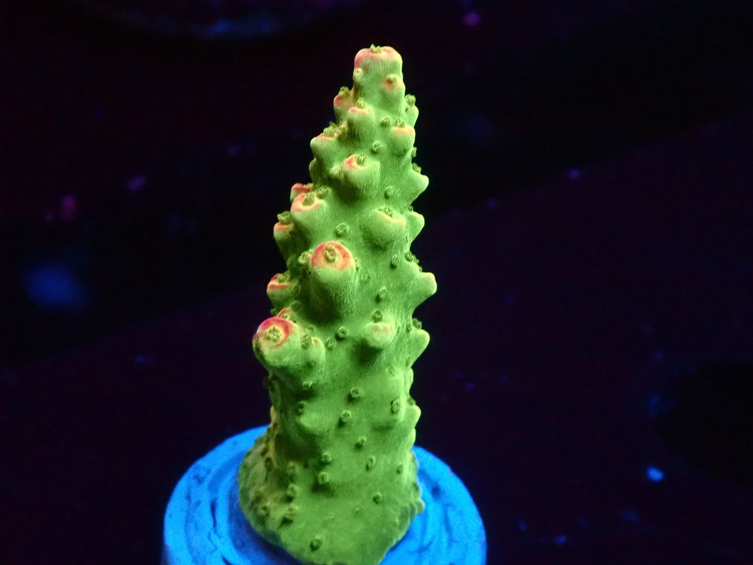 Acropora divaricata (Mango Garden) (frag)