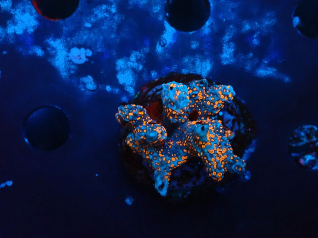 Montipora spp. verzweigt rote Polypen