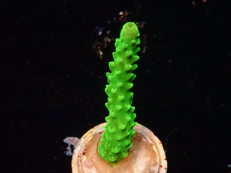Acropora tumida (Enzmann) (frag)