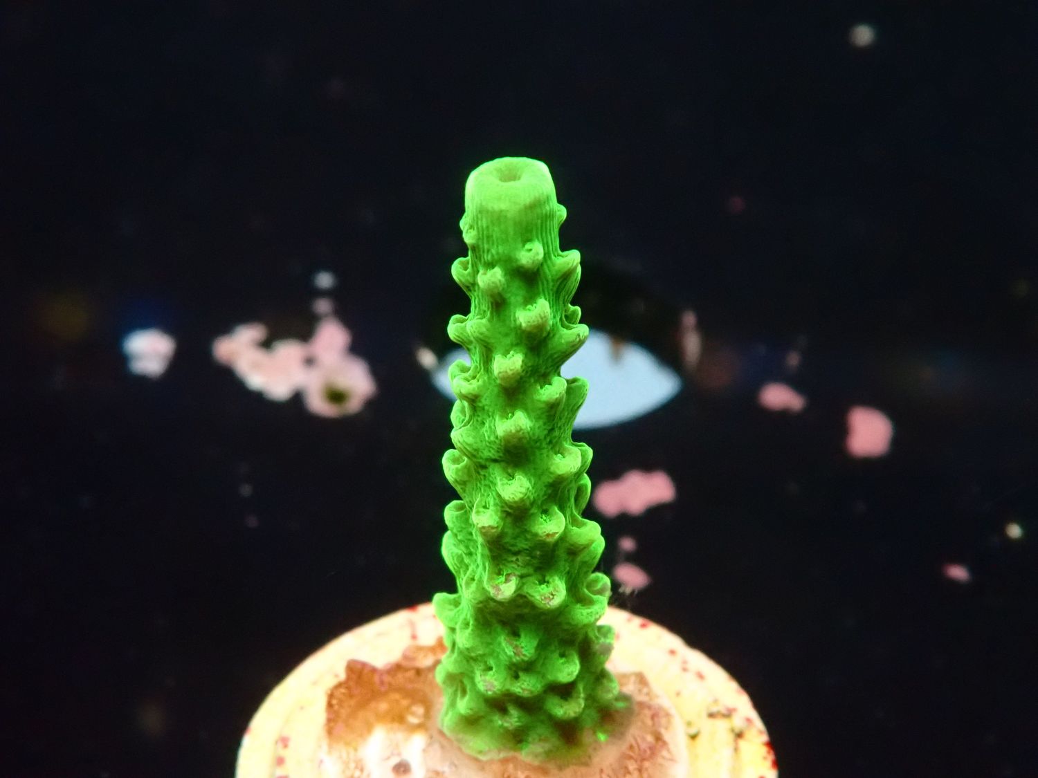Acropora tumida (Enzmann) (frag)