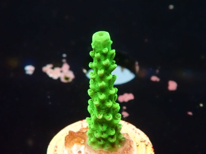 Acropora tumida (Enzmann) (frag)