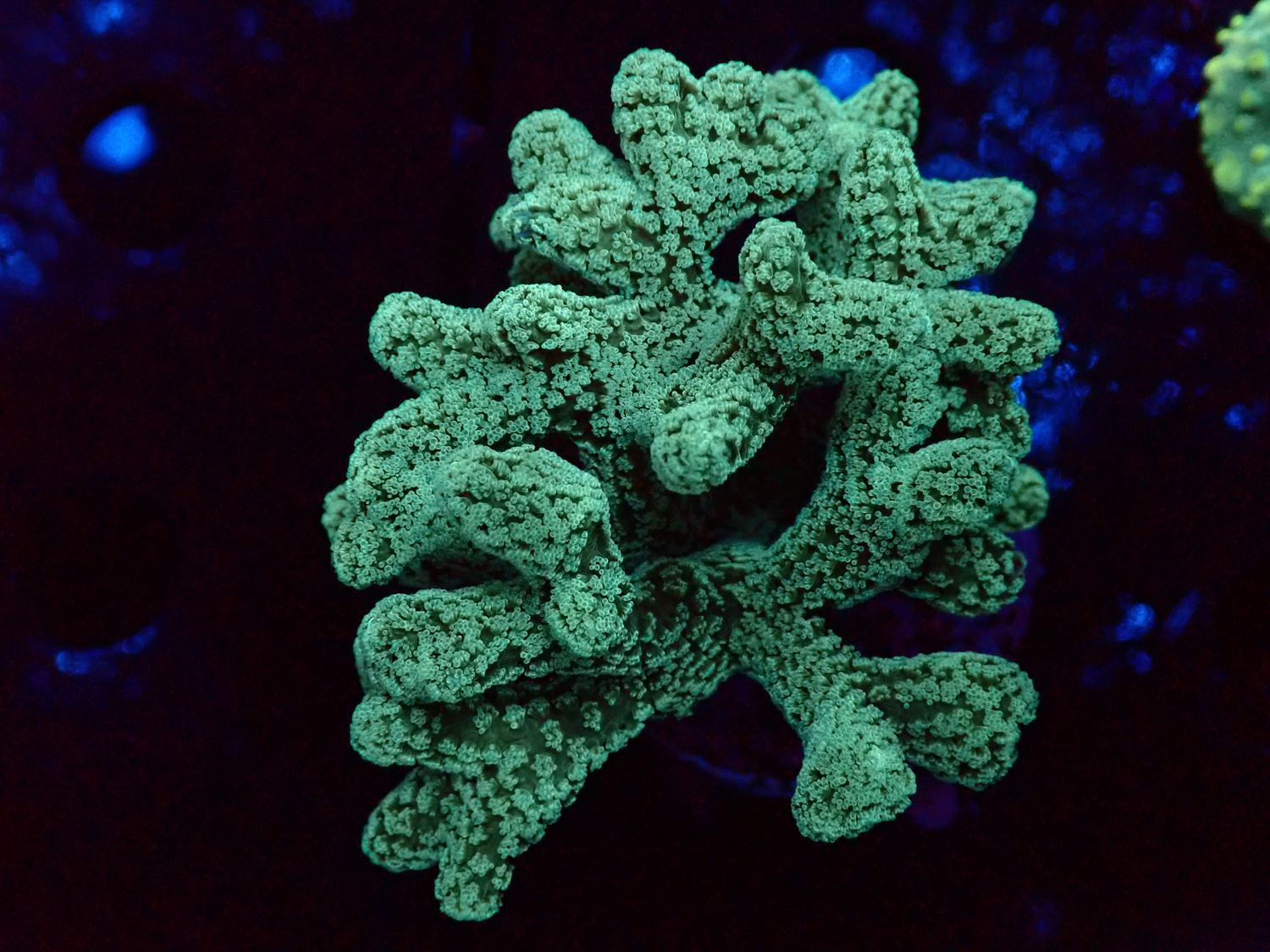 Seriatopora caliendrum Green