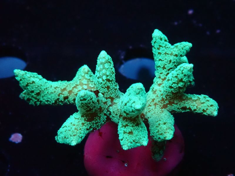 Seriatopora caliendrum Green