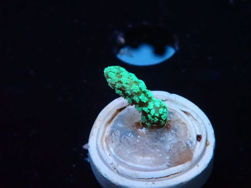 Seriatopora caliendrum Green (frag)