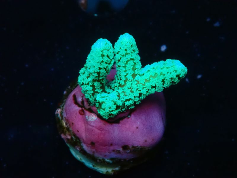 Seriatopora caliendrum Green (frag)