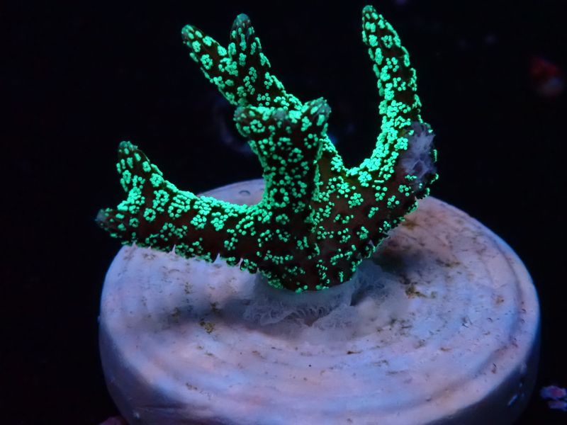 Seriatopora guttatus (Green Birdsnest) (frag)