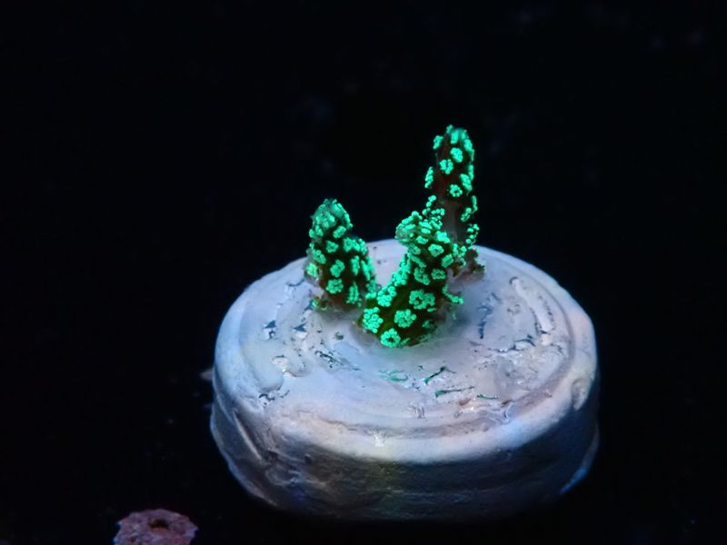 Seriatopora guttatus (Green Birdsnest) (frag)