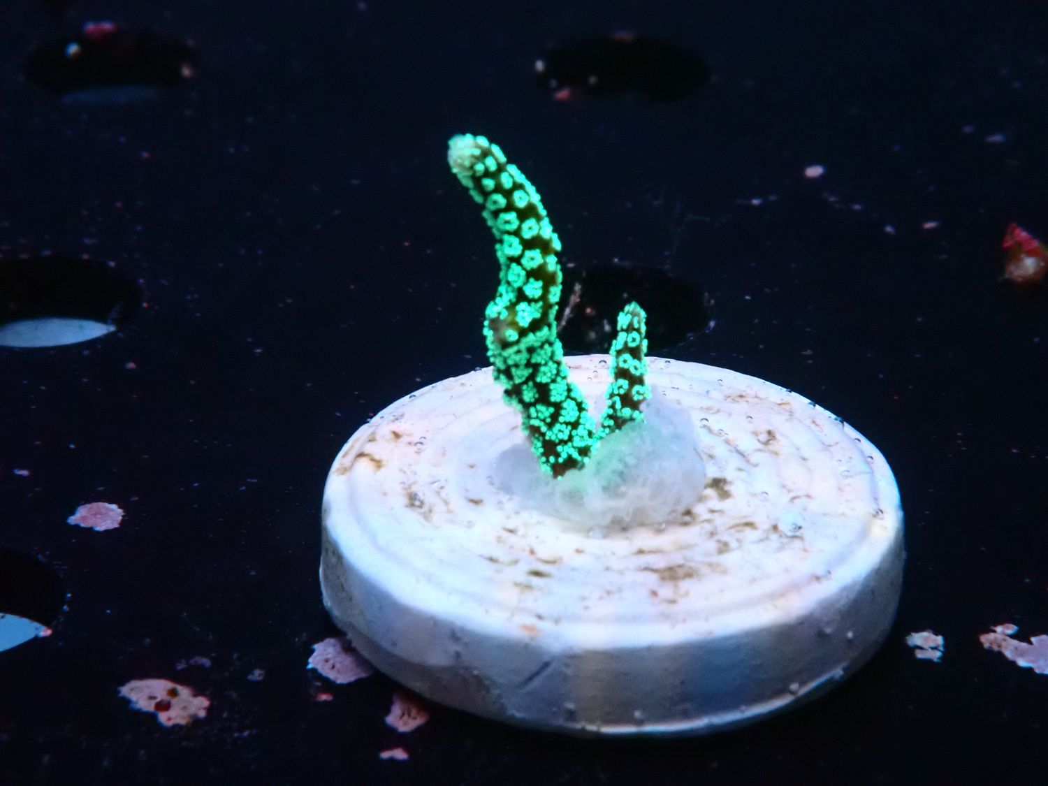 Seriatopora guttatus (Green Birdsnest) (frag)