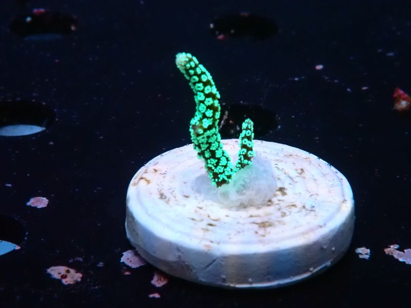 Seriatopora guttatus (Green Birdsnest) (frag)