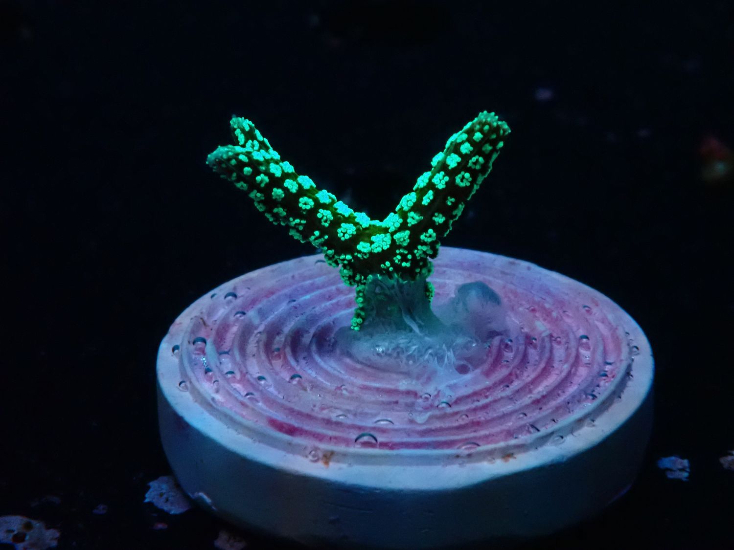 Seriatopora guttatus (Green Birdsnest) (frag)