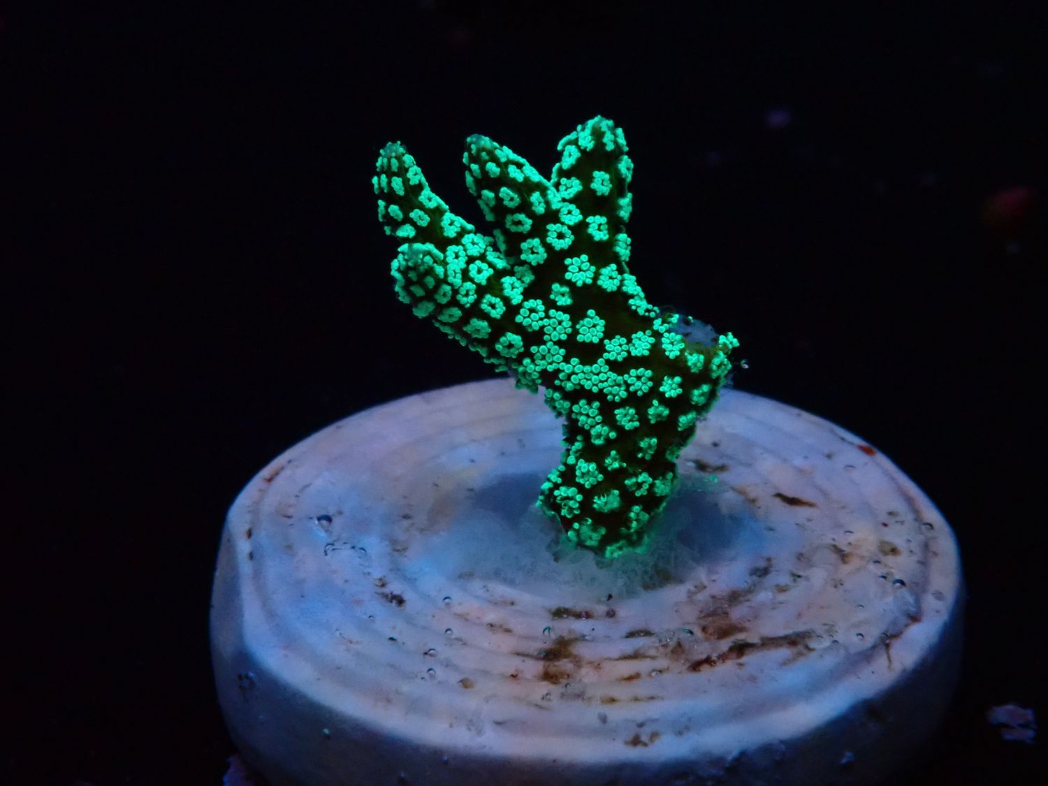 Seriatopora guttatus (Green Birdsnest) (frag)