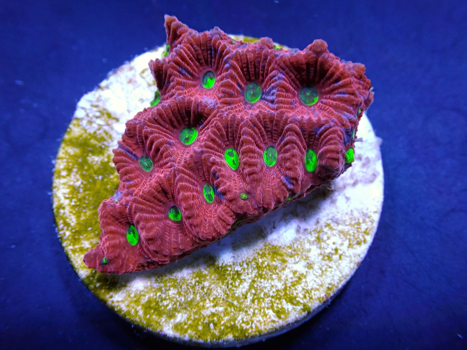 Favites pentagona (Ultra) (frag)