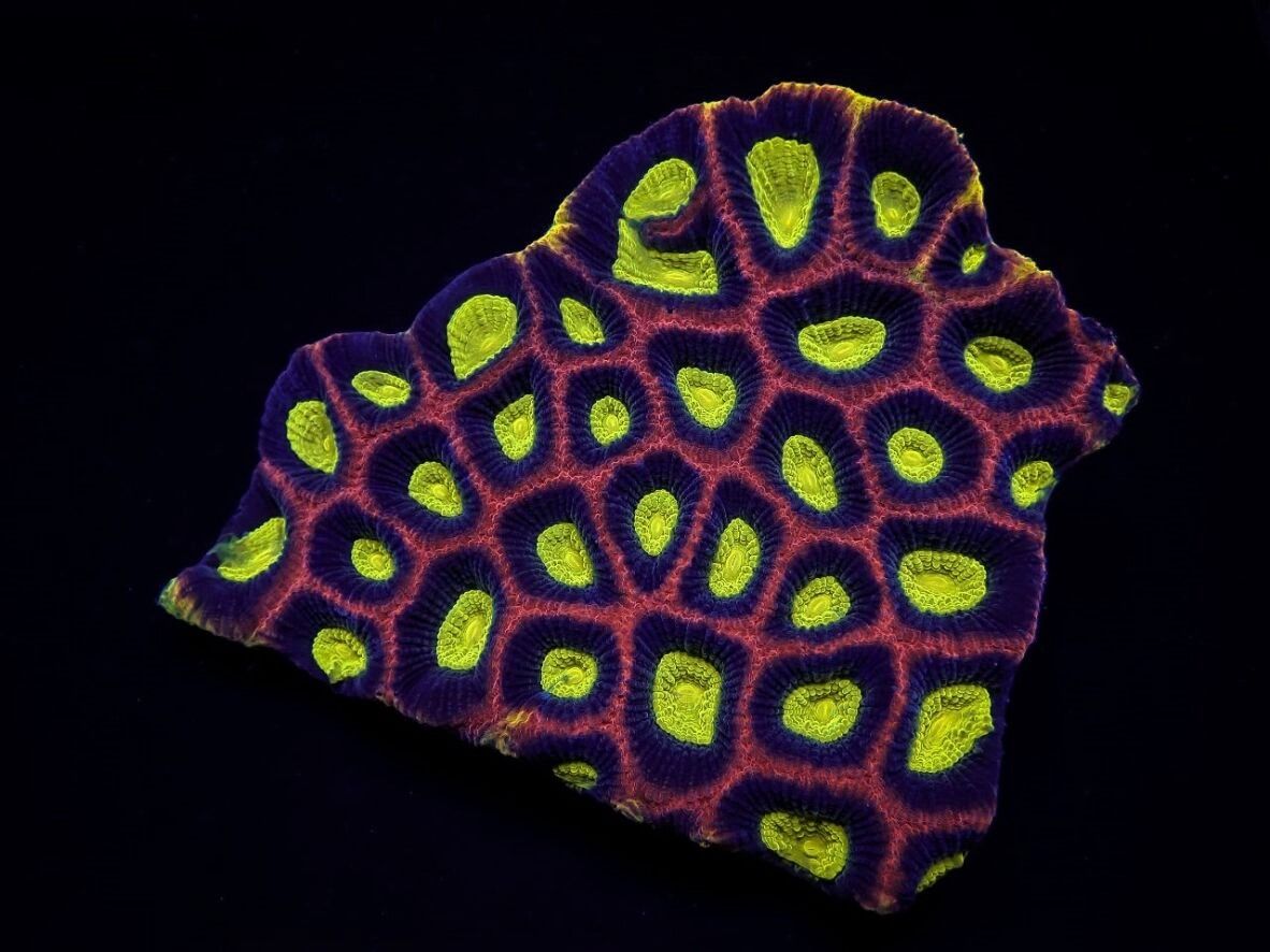 Favites complanata (Dragon Soul)