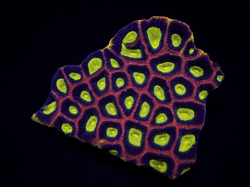 Favites complanata (Dragon Soul)