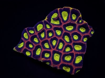 Favites complanata (Dragon Soul)