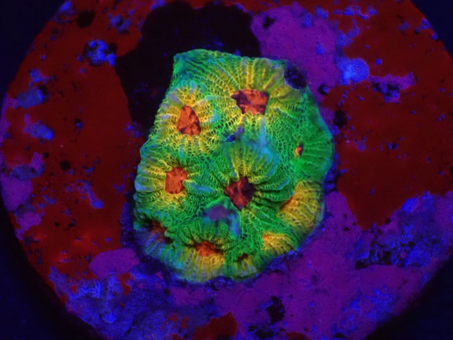 Favites sp. (Candy Corn) (DJM Nachzucht)