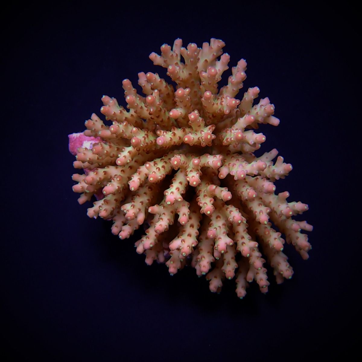 Acropora subulata (M)