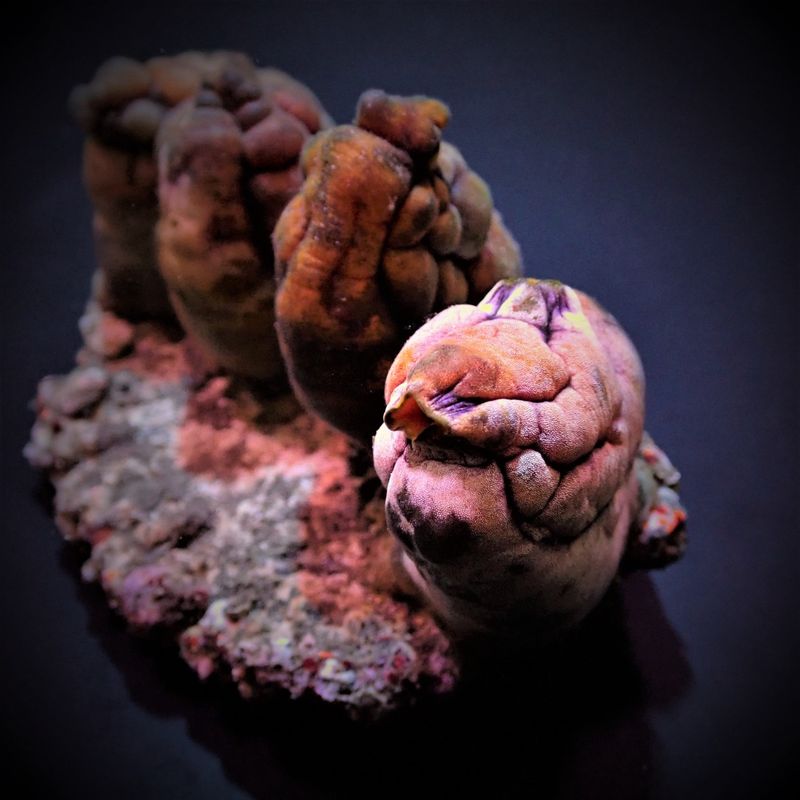 Polycarpa aurata (M)