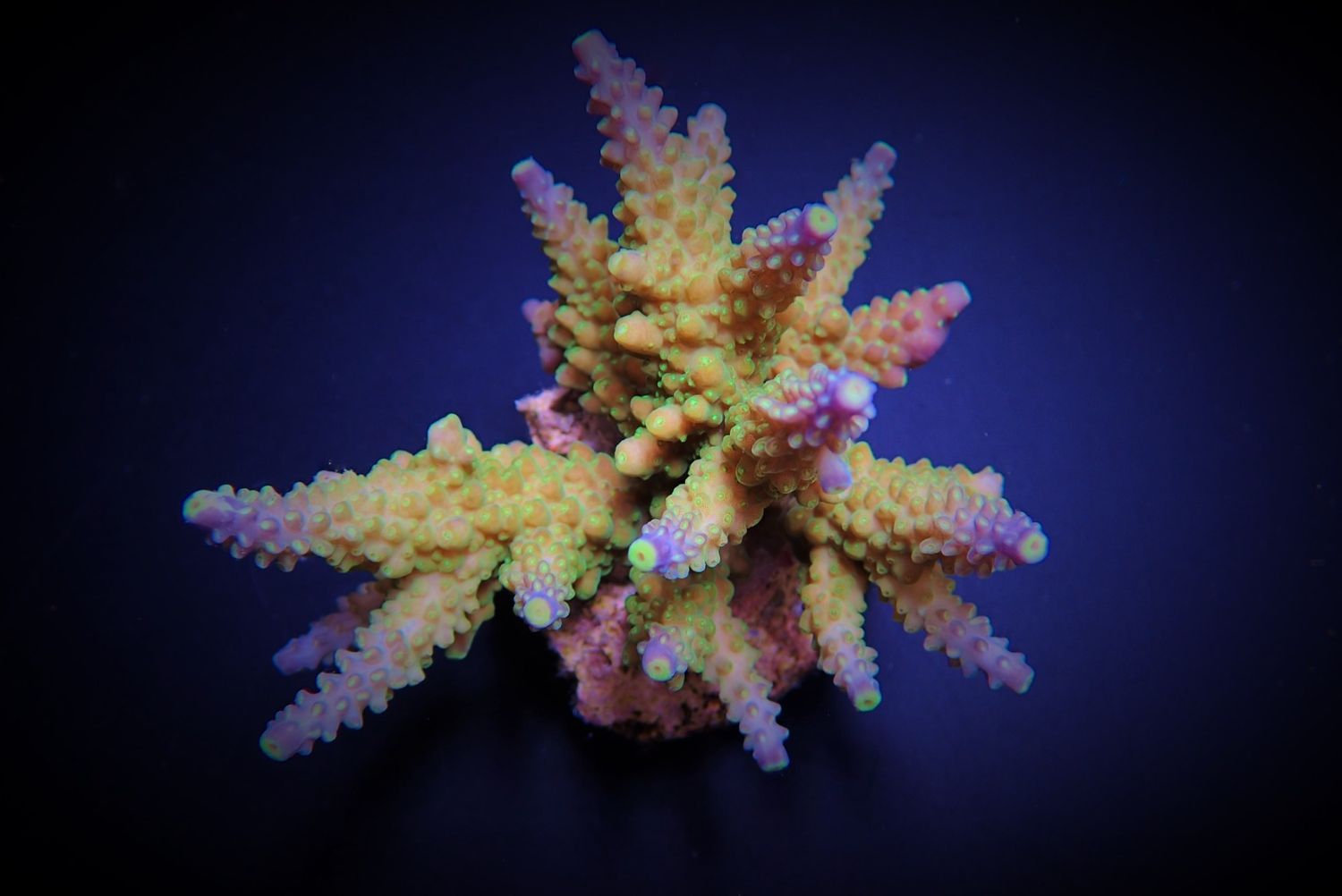 Acropora valida (S)