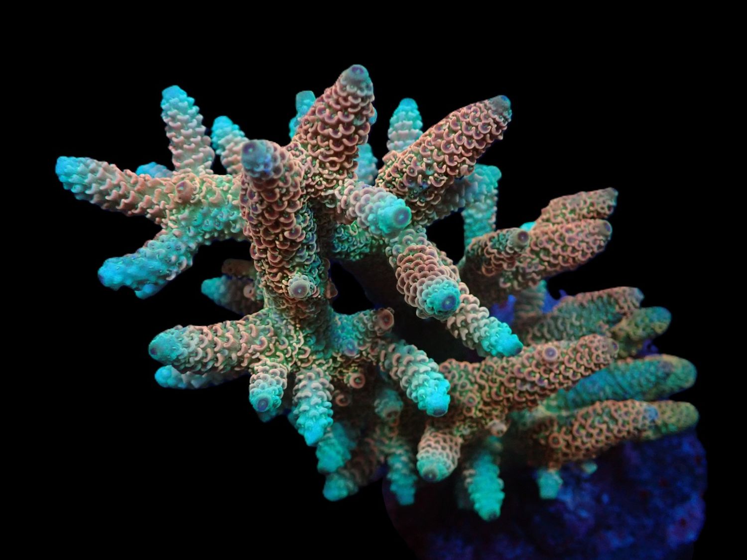 Acropora millepora (Ultra) (L)