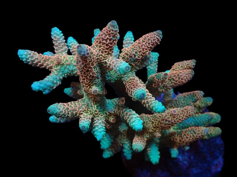 Acropora millepora (Ultra) (L)