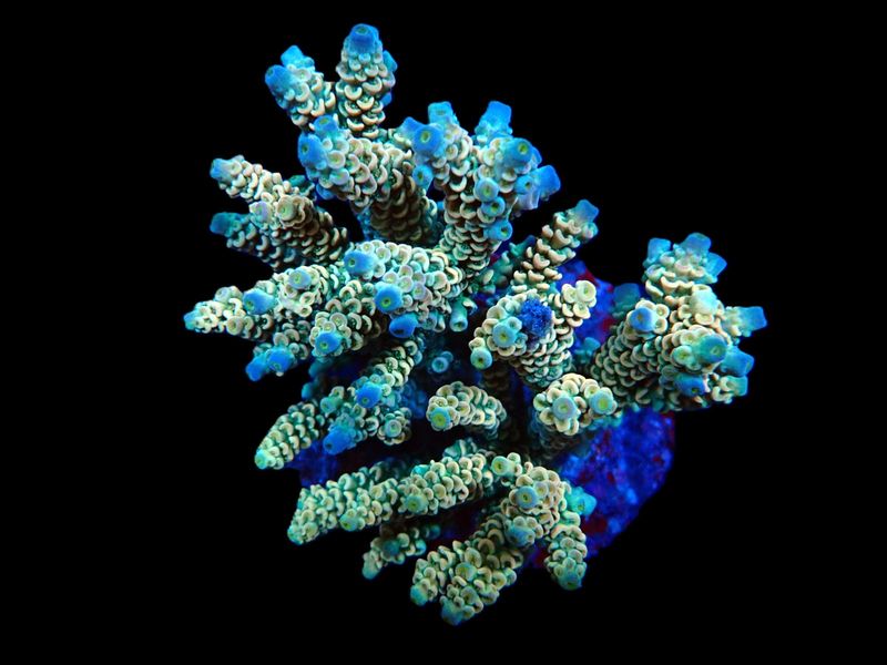Acropora bifaria (Homewrecker) (M)