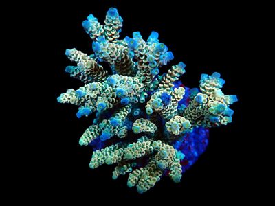 Acropora bifaria (Homewrecker) (M)