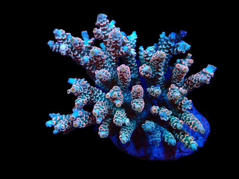 Acropora bifaria (Homewrecker) (L)