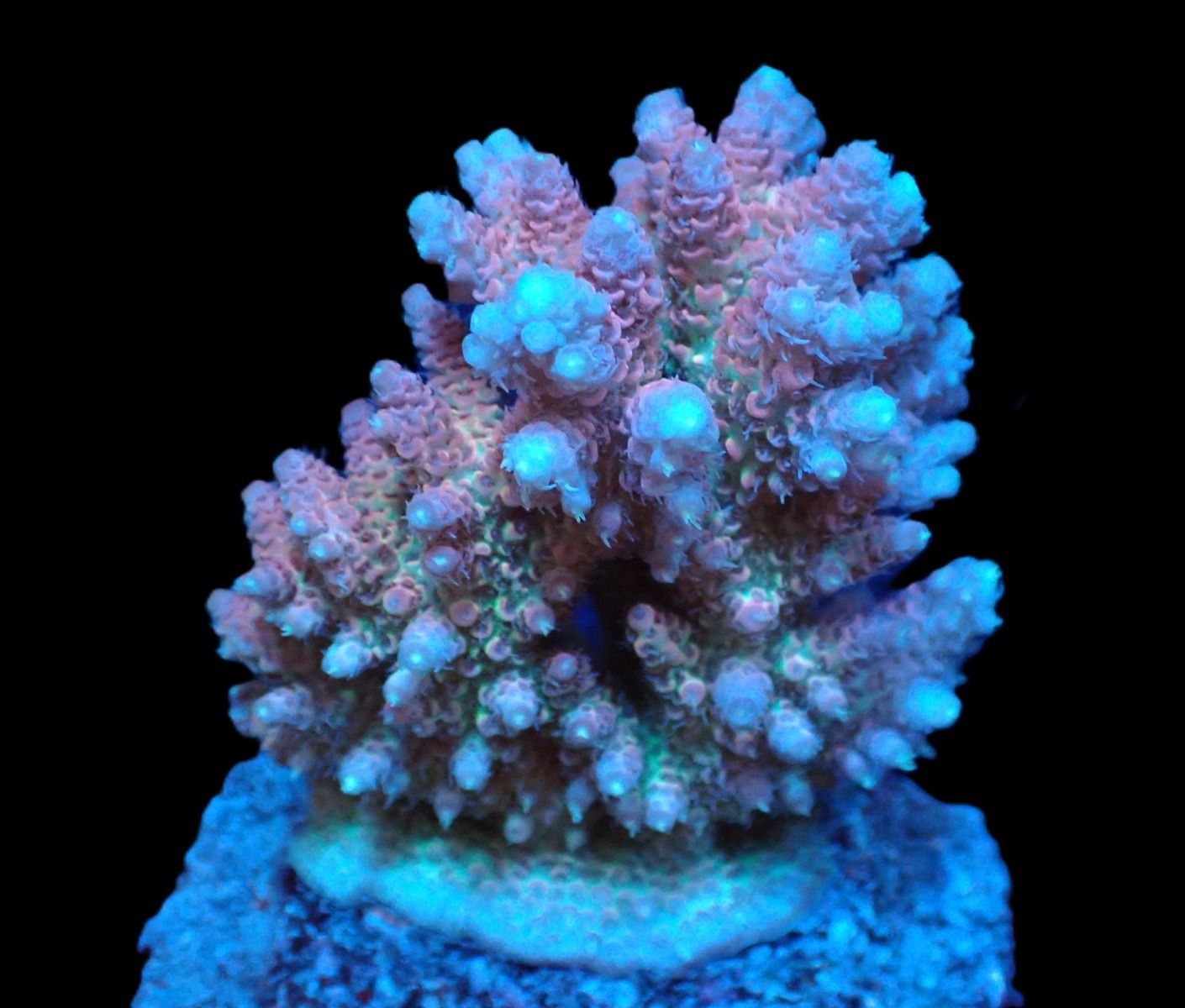 Acropora hyacinthus (Ultra) (M)