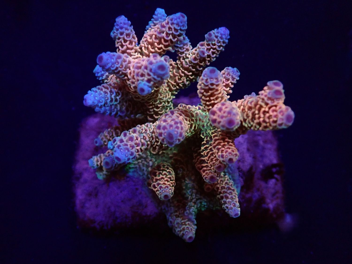 Acropora millepora (Rainbow) (M)