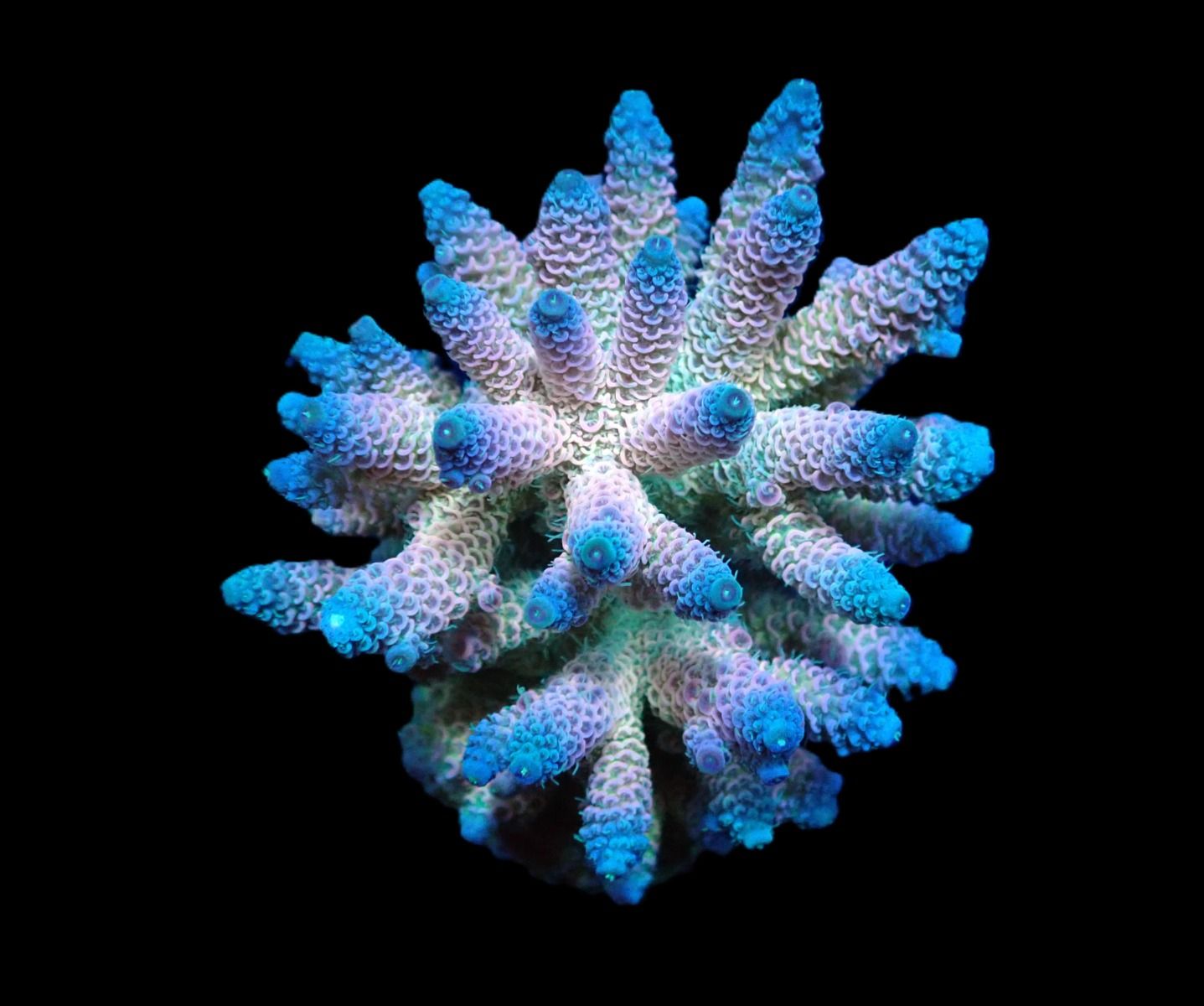 Acropora millepora (Rainbow) (M)