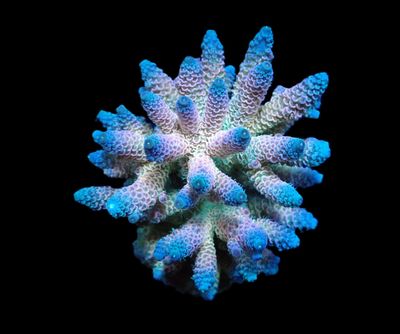 Acropora millepora (Rainbow) (M)