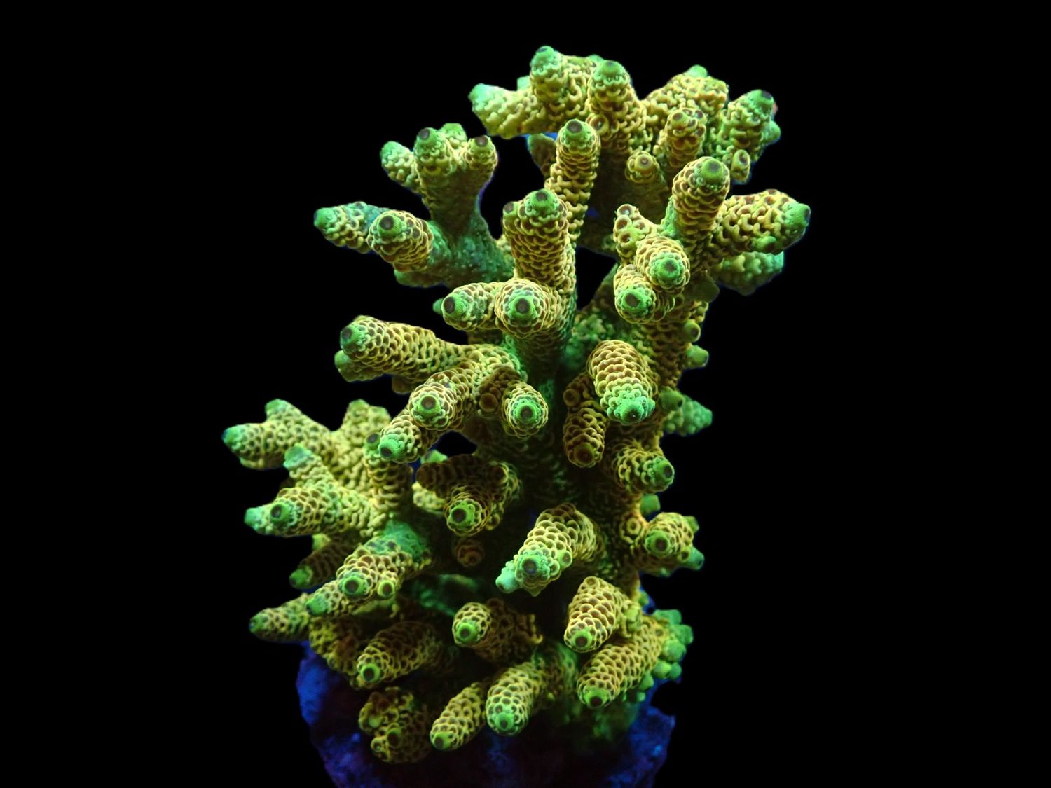 Acropora millepora (Sunset) (L)