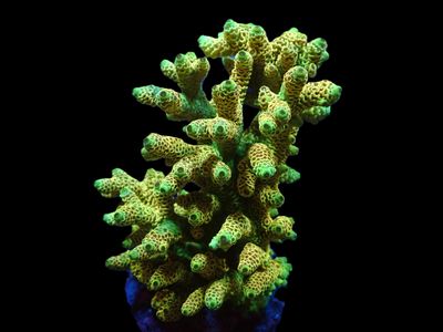Acropora millepora (Sunset) (L)