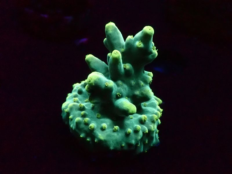 Acropora caroliniana (frag) Acropora caroliniana (frag)