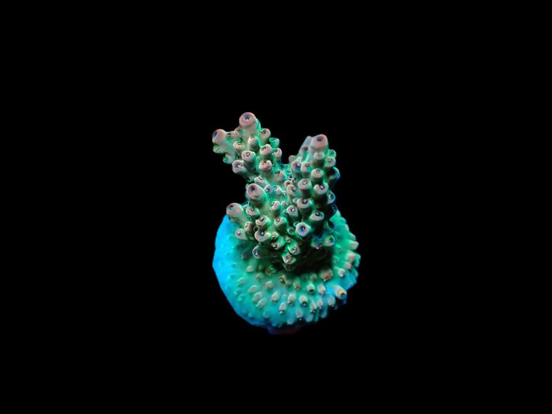 Acropora latistella (frag) Acropora latistella (frag)