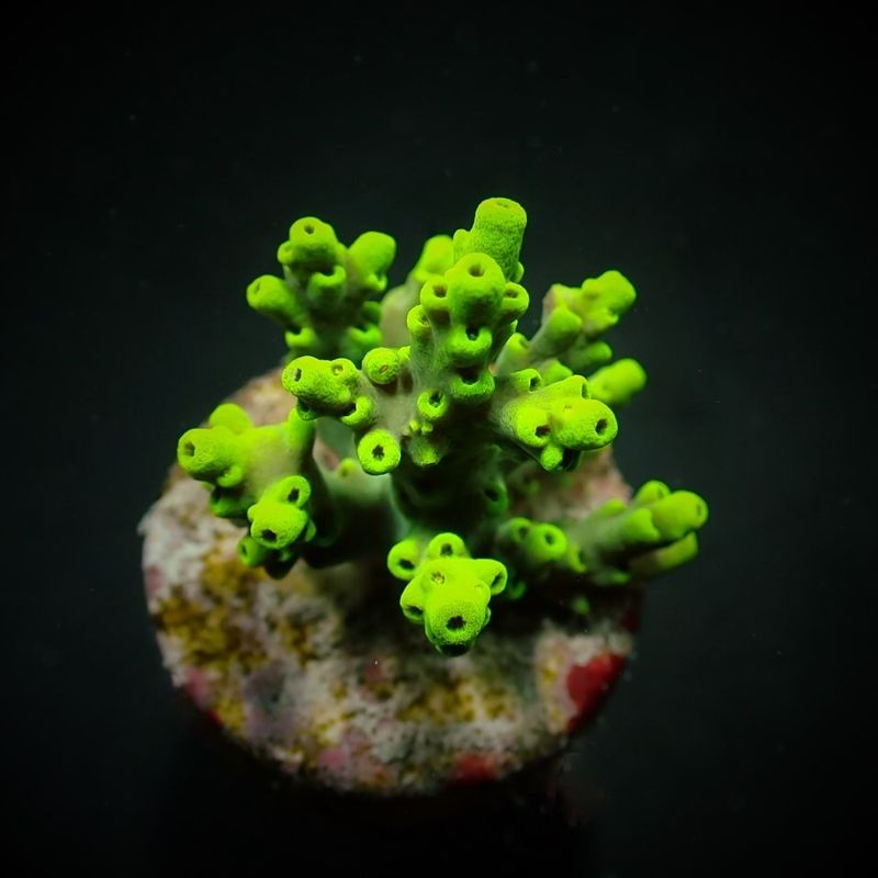 Acropora aculeus (frag) Acropora aculeus (frag)